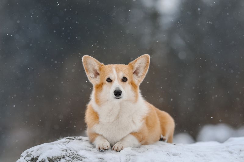 Снежинкиphoto preview