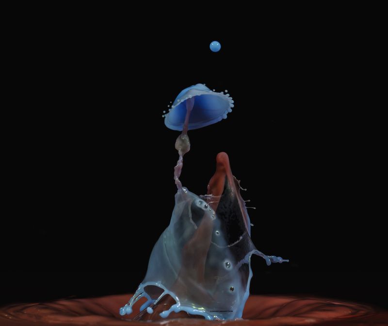 макро, drop, color, liquid, water drop insectphoto preview