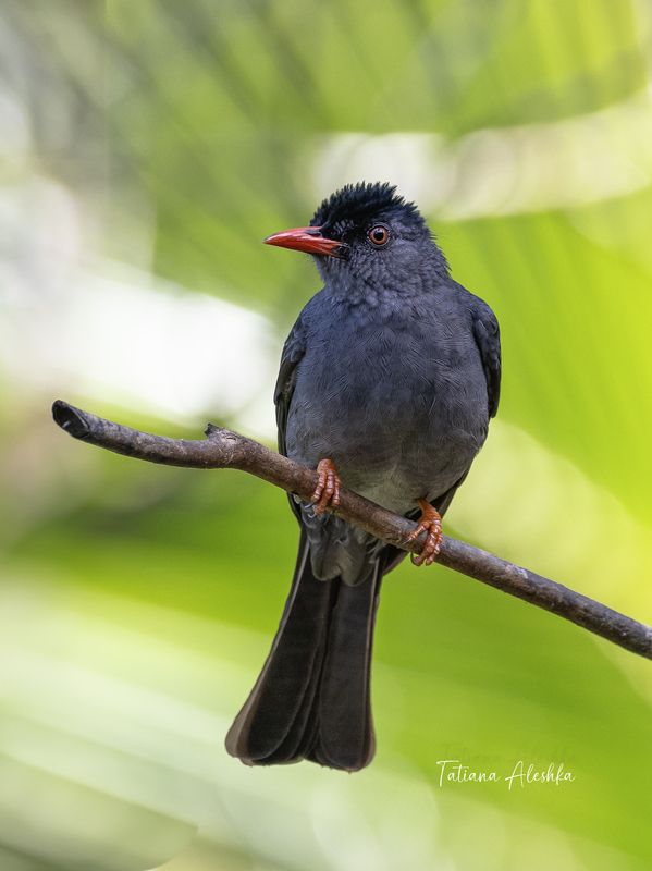 Черный восточный бюльбюль (Square-talled bulbul)photo preview