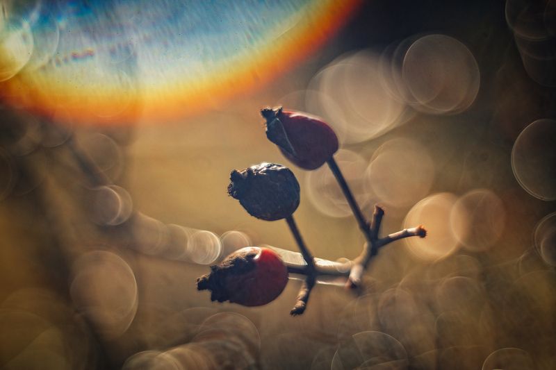 макро, макро фотография, зима, крымская зима, природа, красота природы, ягоды, шиповник, атмосферное, свет, солнце, засветки, мануальное, винтажная оптика, юпитер-8, керчь, россия Зимний шиповник.photo preview