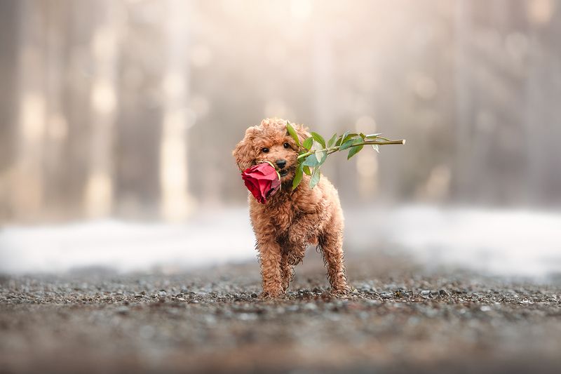 chien chiot st valentin Un doux messager d’amourphoto preview