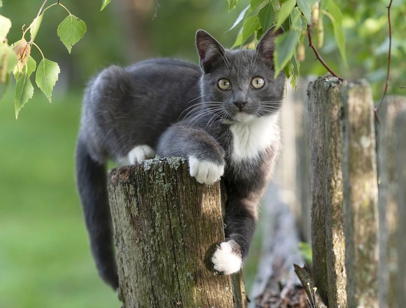 котята, кошки, деревня, лето Деревенские котятаphoto preview