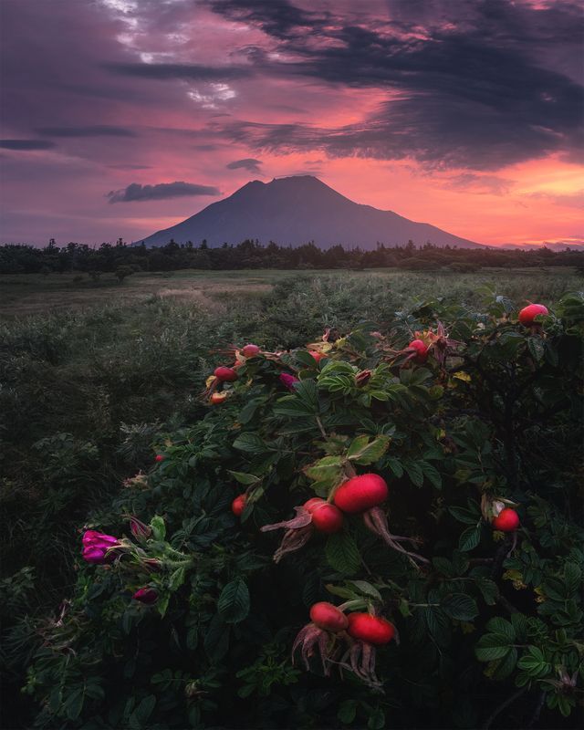 Шиповник и вулкан Стокап, о. Итуруп фото превью