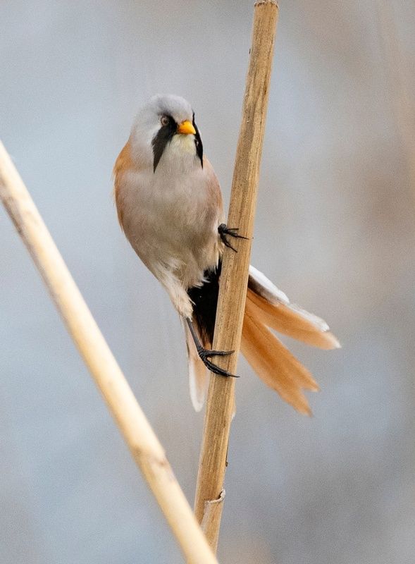 усатая синица птицы Усатая синицаphoto preview