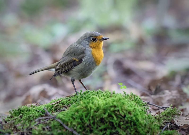 зарянка, малиновка, фотоохота Зарянкаphoto preview