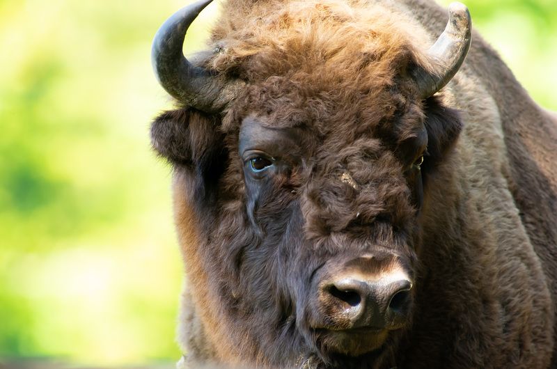 European bison, Bos bonasus, animals, mammals, nature,   European bison, (Bos bonasus)photo preview