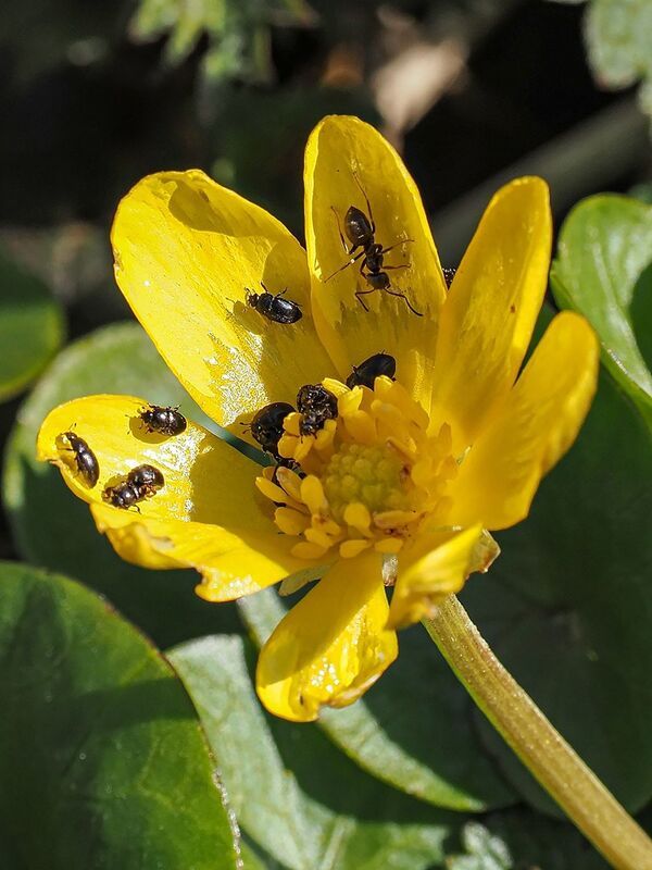 макро, муравей, чистяк, цветоеды весенняя столоваяphoto preview