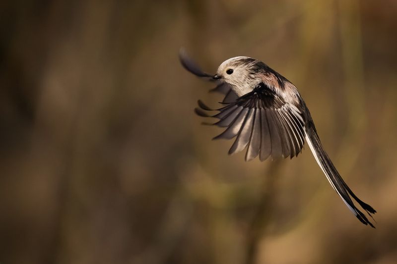 Long-tailed Tiphoto preview