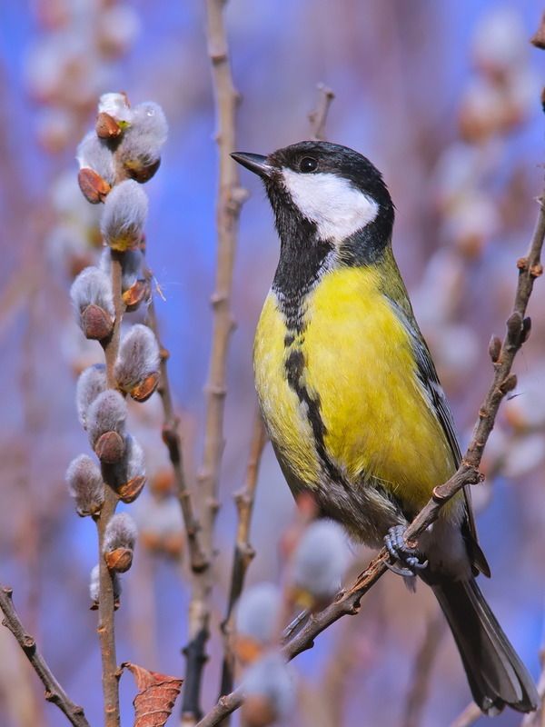 большая синица, parus major, В ожидании весны.photo preview
