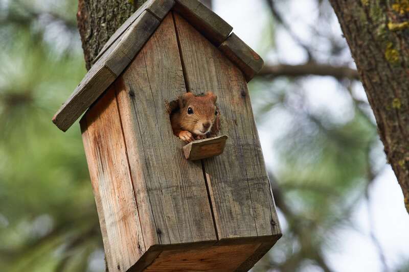 squirrel, volgograd, russia,  #photo preview