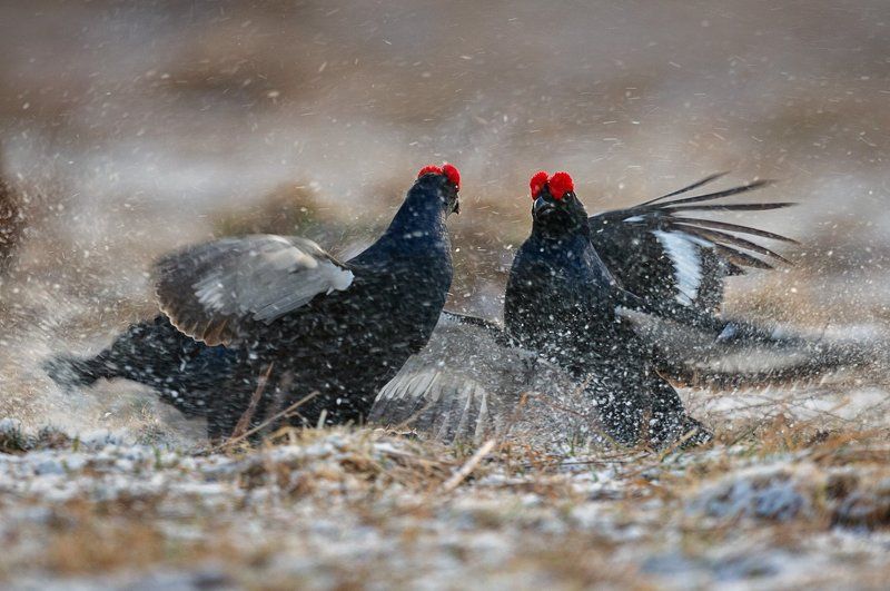 В снежном вихреphoto preview