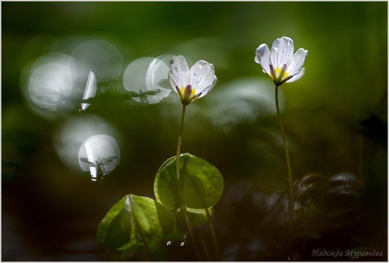 oxalis acetosella, кислица Кислицаphoto preview
