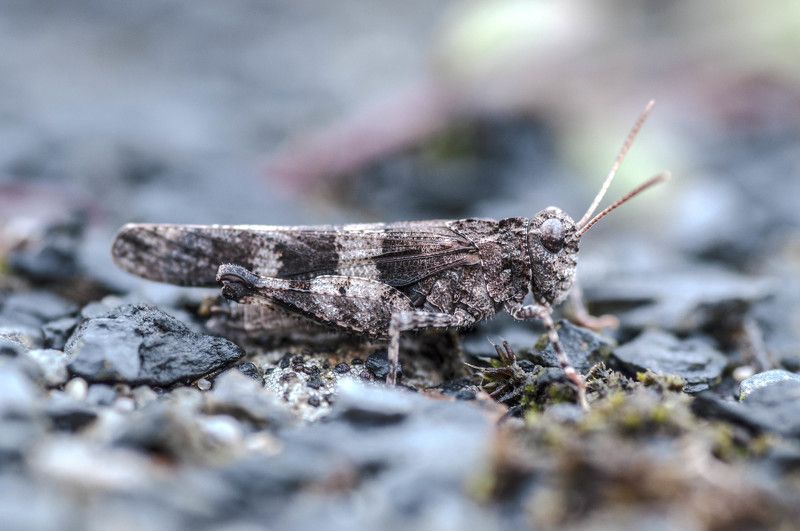 ..._...photo preview