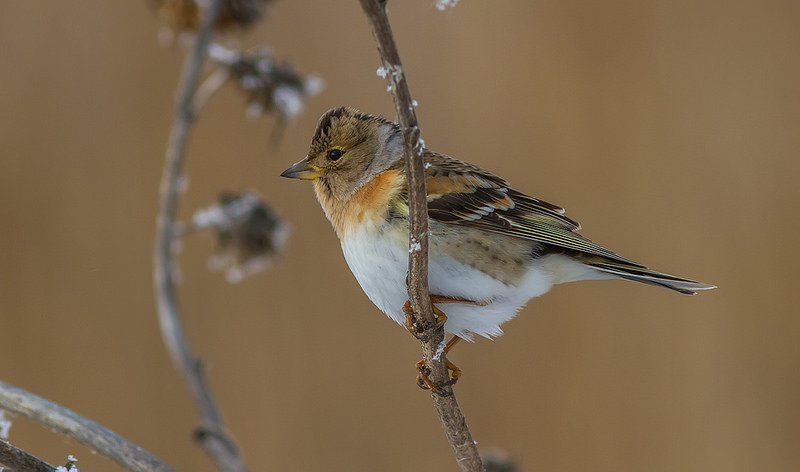 Вьюрок, юрок Юрок обыкновенныйphoto preview
