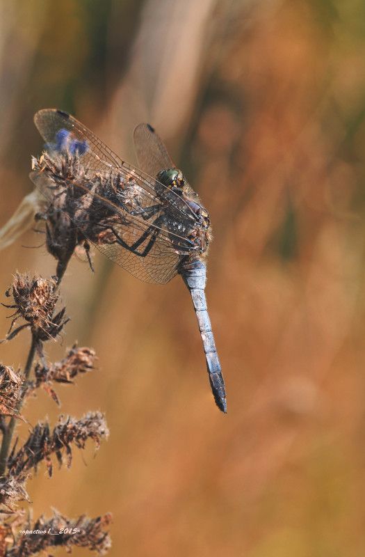 Dragonflyphoto preview