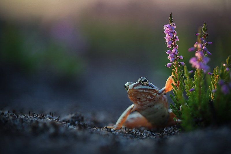 Кавалер. фото превью