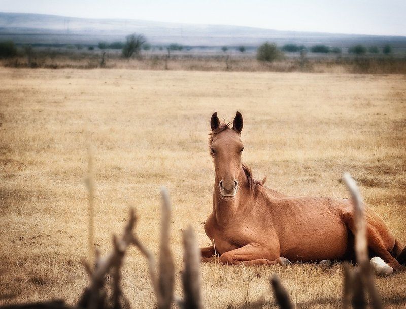 Сиеста.photo preview