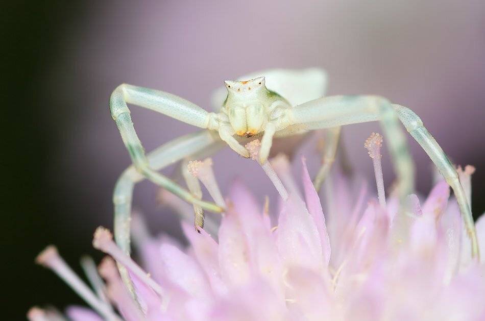 *. Автор: M.Mestanov , M.Mestanov