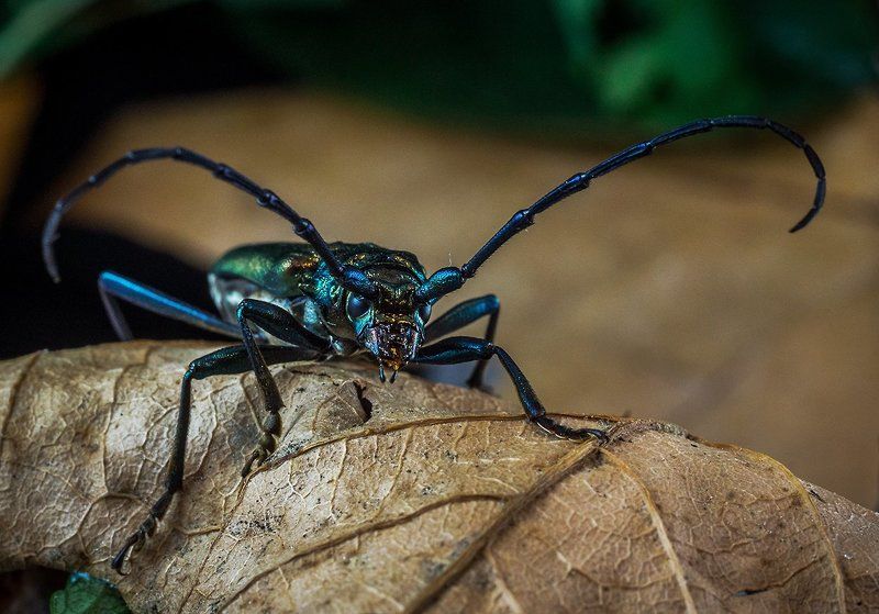 Жук, Лист, Макро, Усач, Усы, Шпанская мушка Шпанская мушкаphoto preview