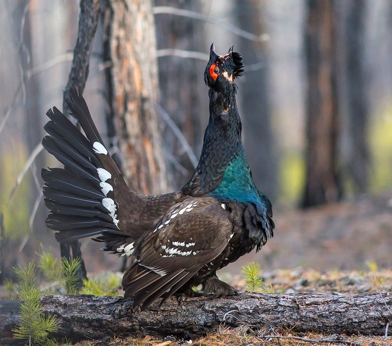 Боецphoto preview