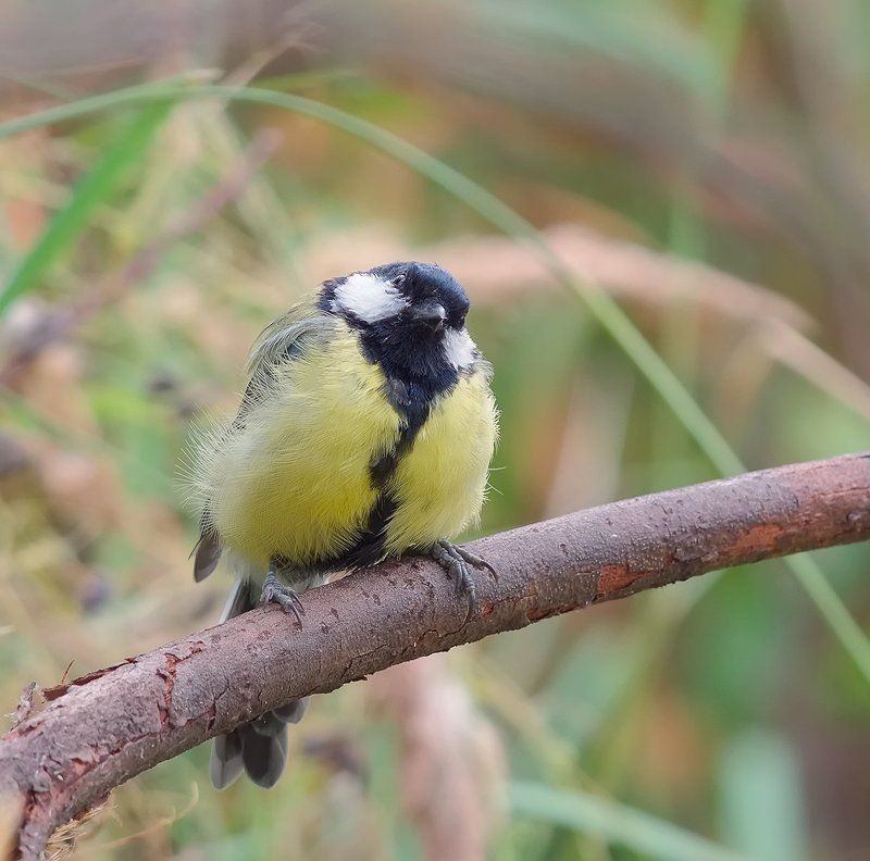 Ууух напугал...photo preview