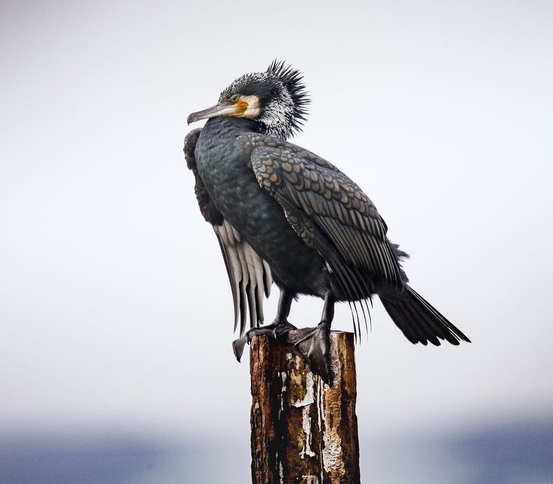 из бакланьей жизниphoto preview