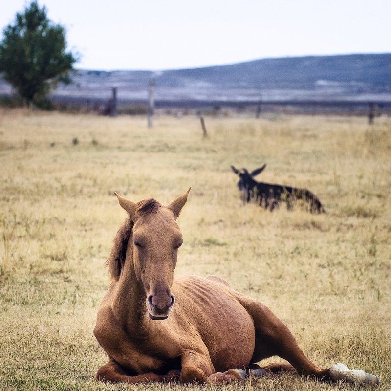 Сиеста.photo preview