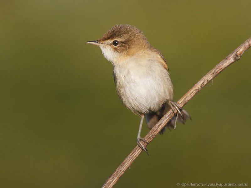 Камышевка ***photo preview