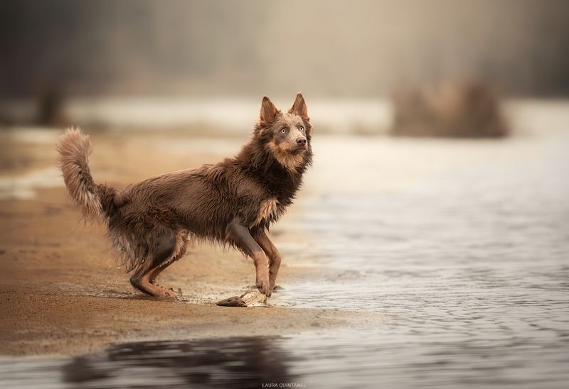chien bordercollie L\'aventurièrephoto preview