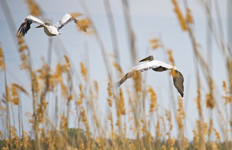 пеликан птицы Полет пеликановphoto preview