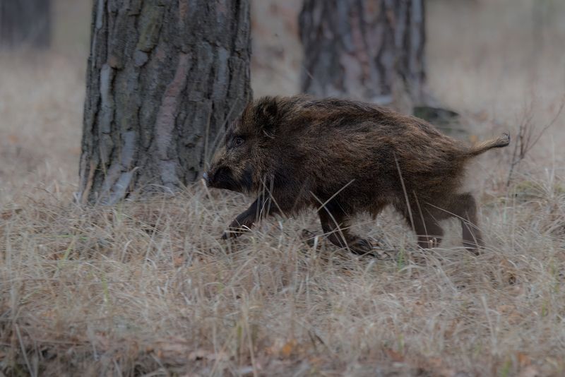 кабан, лес, поход, природа, boar, forest, nature, naturephotografy, nikon, nikonrussia, никон Побежалиphoto preview