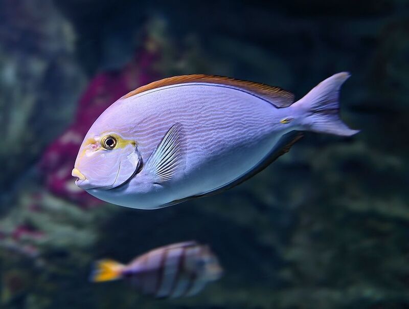 Красавчикphoto preview