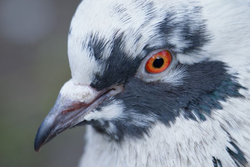голубь, птица, калининград, dove, bird  Тихий наблюдатель фото превью