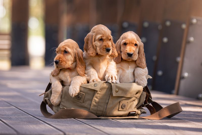 Три девицыphoto preview