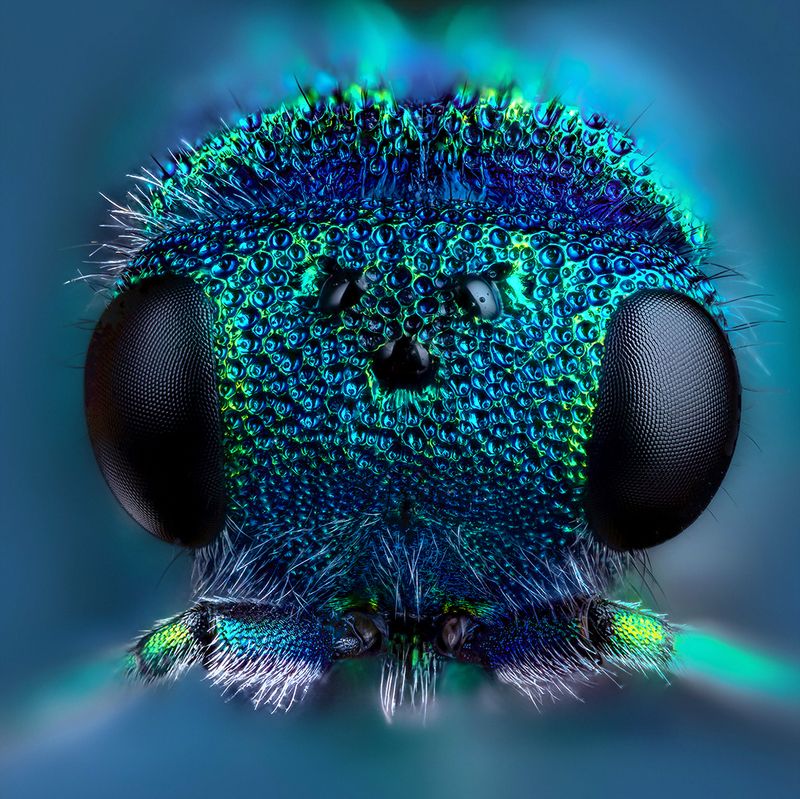 hymenoptera, pseudomalus auratus, оса блестянка Осаphoto preview