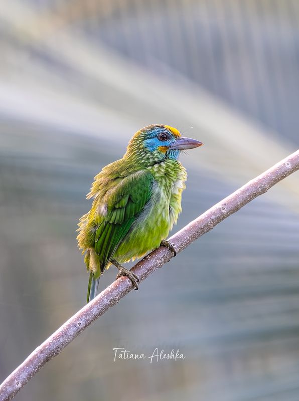 Желтолобый бородастик (Yellow-fronted Barbet)photo preview