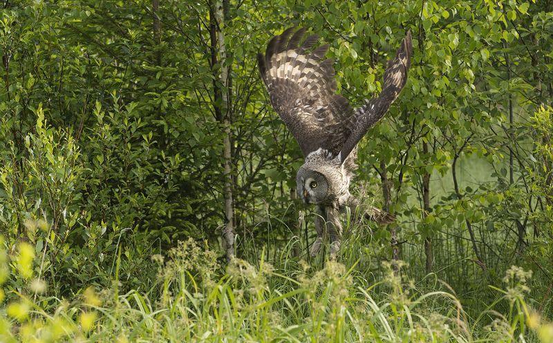 Взлёт из кустов :)photo preview