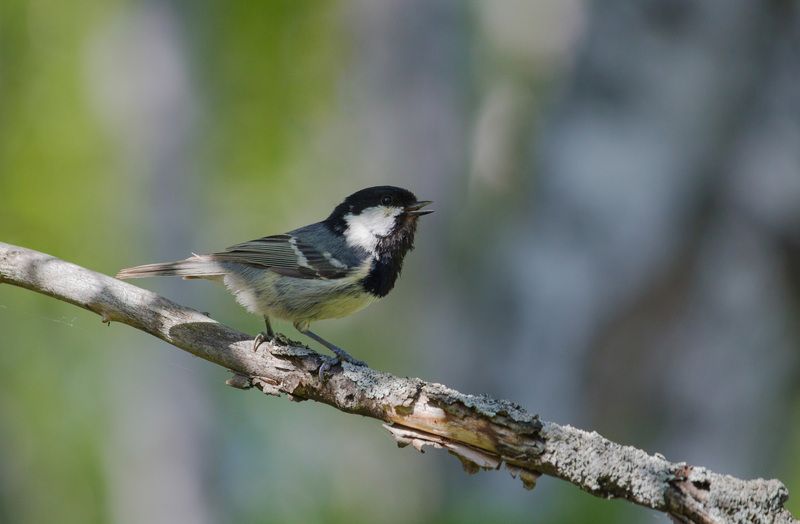 московка, синица, птица, птицы, лес, лето, новосибирск Московкина песняphoto preview