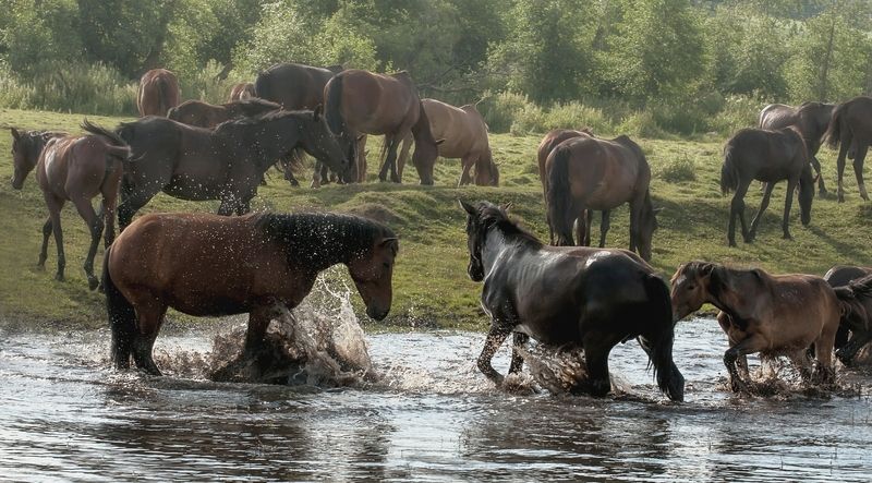 животные, лошади, башкирия, пруд, лето Купание лошадейphoto preview
