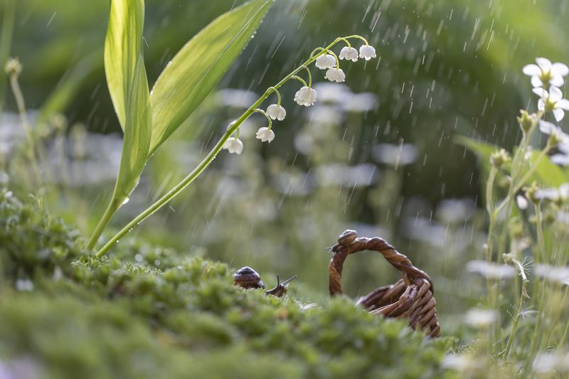 лето, дождь, улитки Просто летний дождь пошел....photo preview