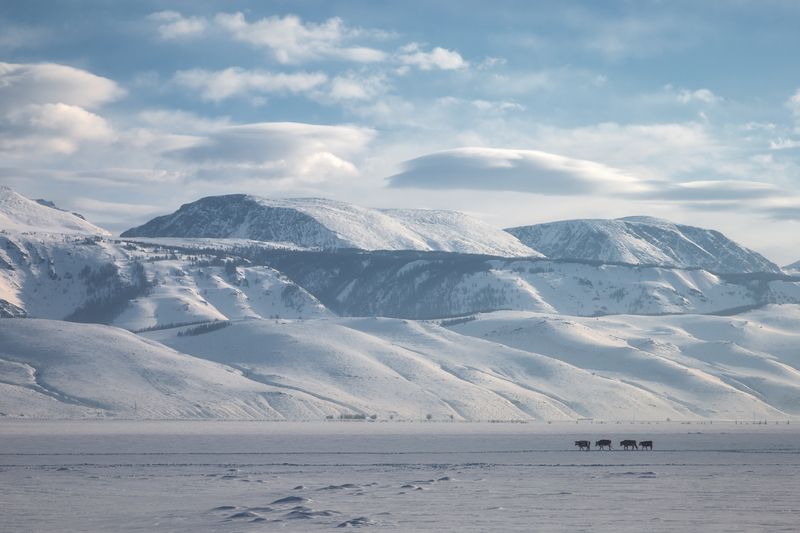 Алтай, Курай, Курайская степь Караваныphoto preview