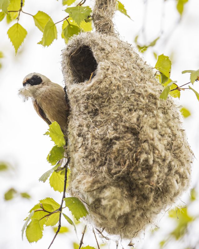 весна, птицы, гнездо, ремез, стройка Строительство гнезда. Ремезphoto preview