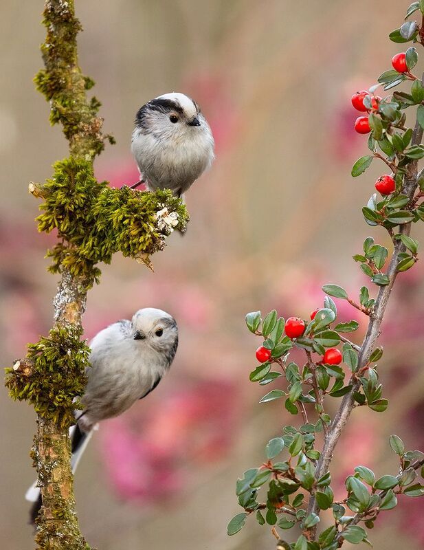 Long-tailed Tiphoto preview