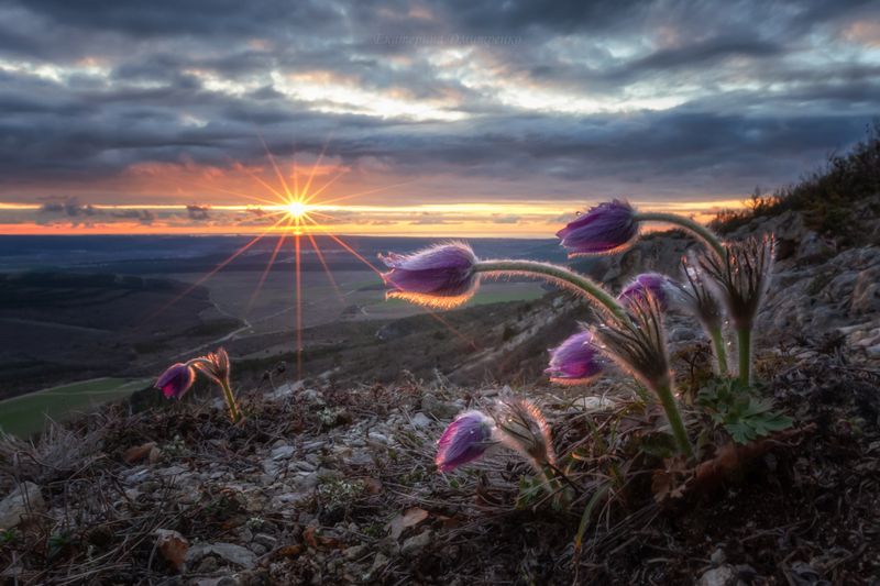 крым, сон-трава, закат, пейзаж, весна, цветы, горы, терновка, севастополь Сон-трава в лучах закатаphoto preview
