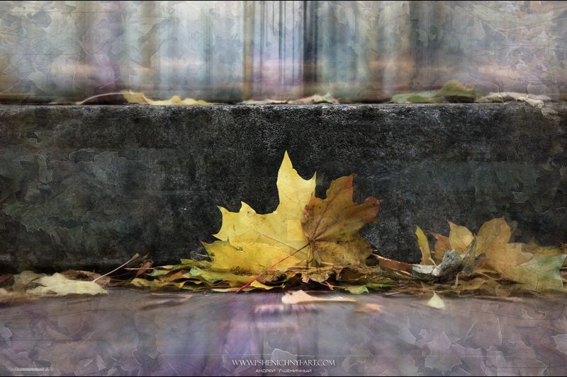 осень, кленовые листья, этюд, минимализм, октябрь, опавшая листва, дождь, силуэт Этюд осеннего дождяphoto preview