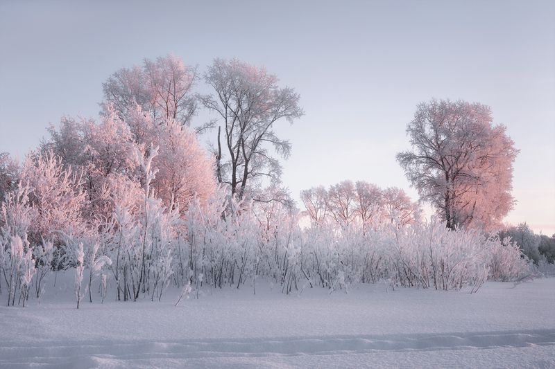 зима иней мороз деревья кусты вечер розовый Зимняя зарисовка в розовом светеphoto preview