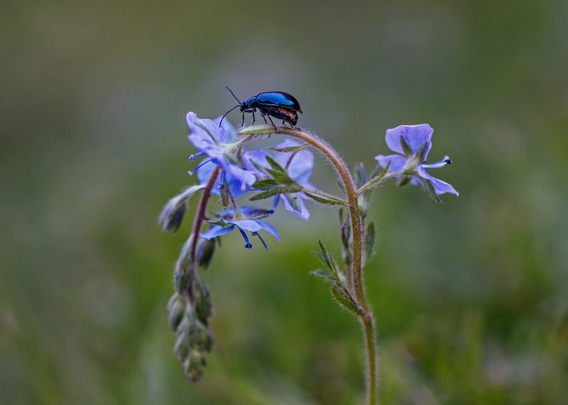 жук, вероника луговая, цветок, макро, macro photo preview
