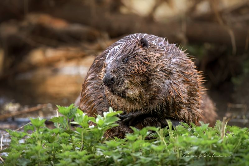 Довольный бобрикphoto preview