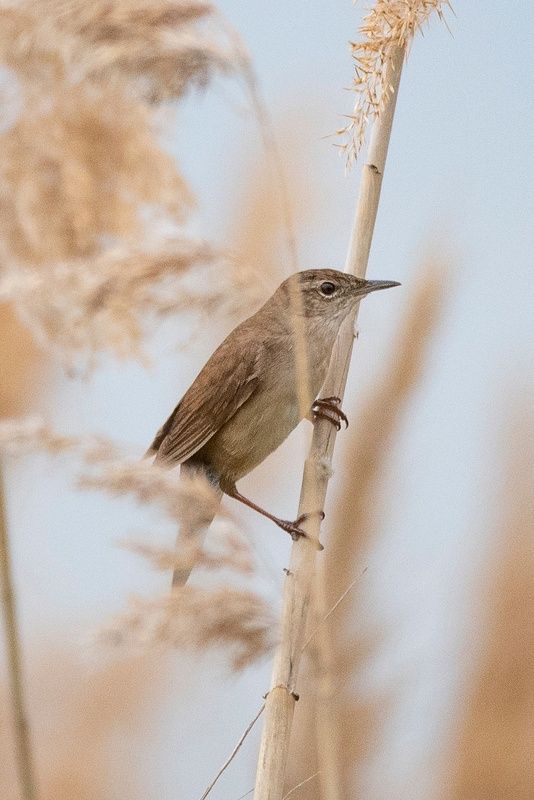 птицы Соловьиный сверчокphoto preview