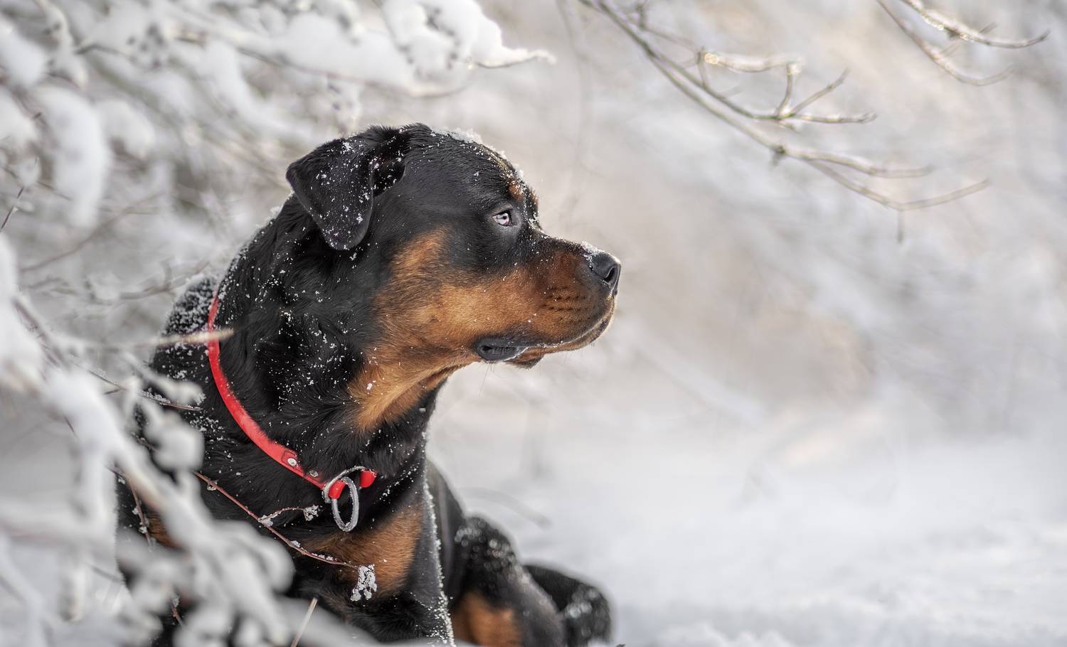 Автор: Яна Кудлай , Яна Кудлай